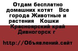 Отдам бесплатно домашних котят - Все города Животные и растения » Кошки   . Красноярский край,Дивногорск г.